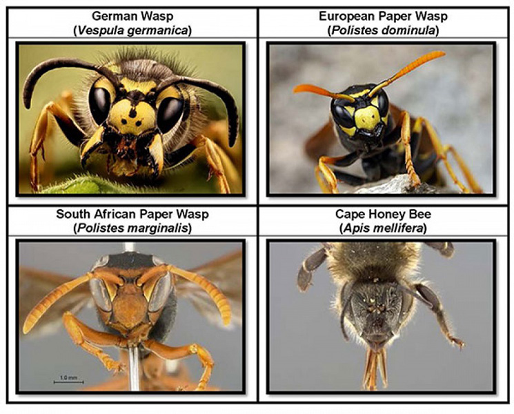 Wasp comparison between German Wasp, European Paper Wasp, South African Paper Wasp and Cape Honey Bee